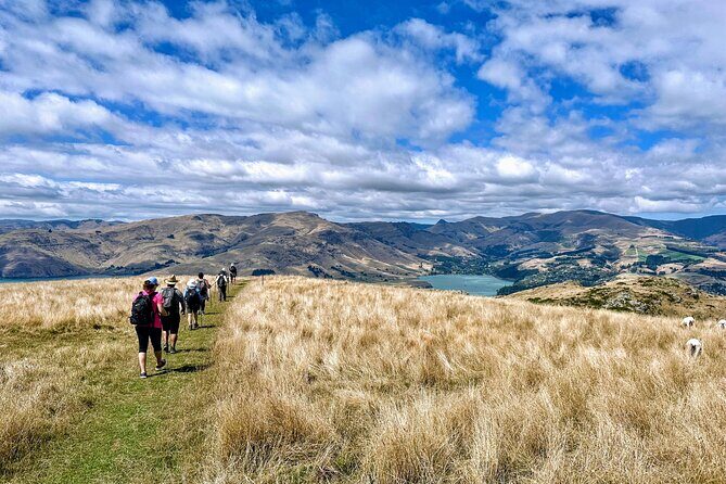 Full Day Guided Walking Tour and Picnic around Godley Head - Cost & Value