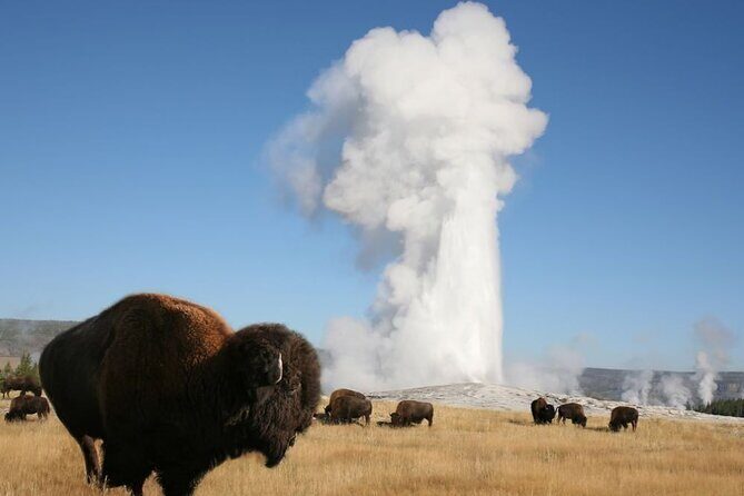 Full-Day Guided Yellowstone Day Tour - The Practical Side: Transportation, Guides, and Logistics