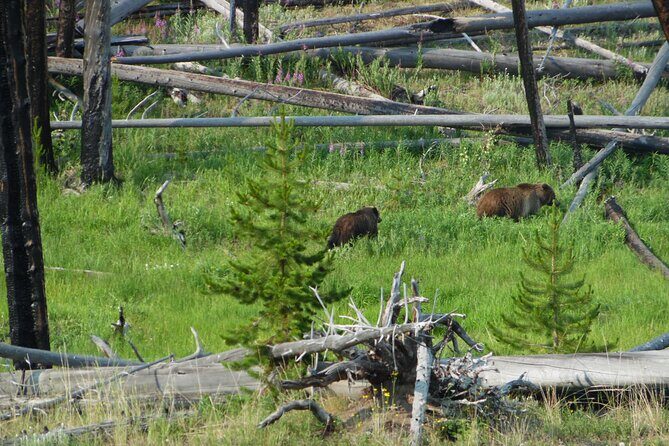 Full-Day Guided Yellowstone Day Tour - FAQ