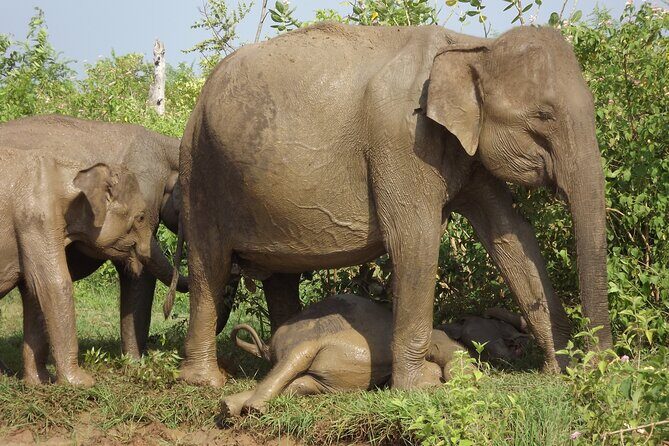 Full Day, Half Day and 4 Hour Safari in Udawalawe - Key Points