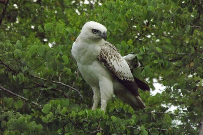 Full Day, Half Day and 4 Hour Safari in Udawalawe - An In-Depth Look at the Safari Experience
