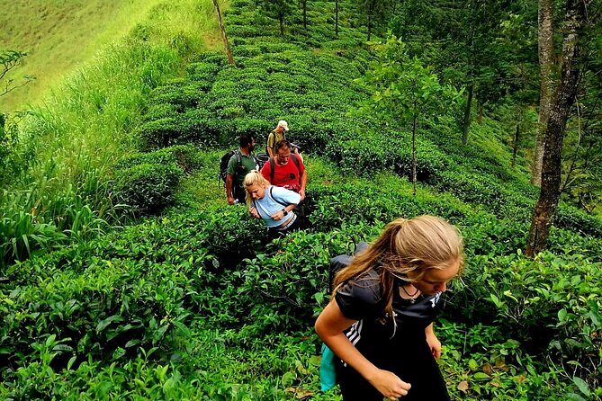 Full Day Hantana Pekoe Trail Hike from Kandy - The Practical Details
