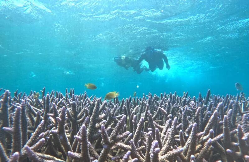 Full-Day Hidden Gili Kondo with Snorkeling and Beach BBQ - Practical Details and Tips