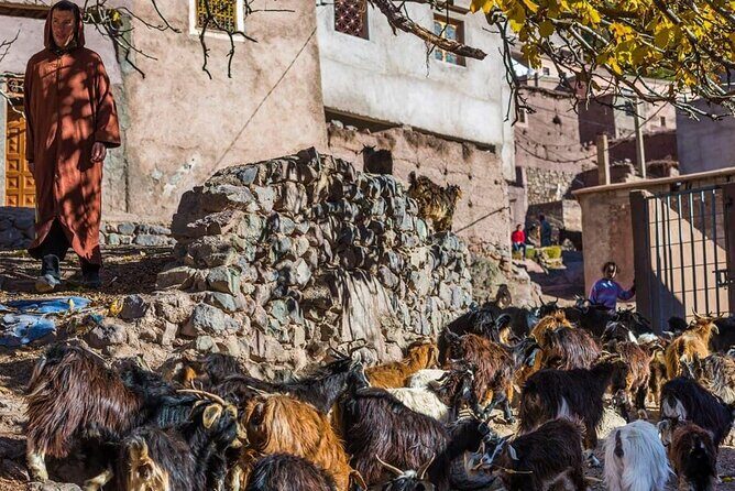 Full Day hike From Marrakech to atlas mountains with Berbers - Introduction