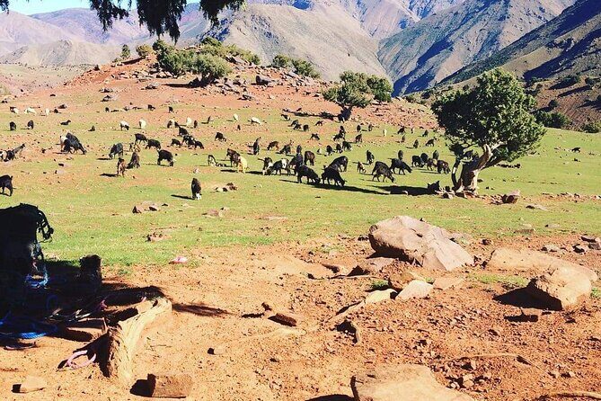 Full Day hike From Marrakech to atlas mountains with Berbers - Authentic Experiences That Shine