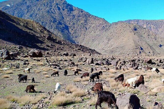 Full Day hike From Marrakech to atlas mountains with Berbers - The Sum Up