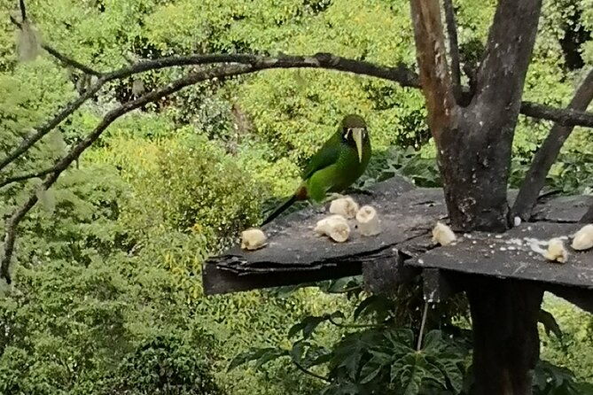 full-day-hiking-and-bird-watching-at-savegre-river-san-gerardo-near-to-san-jose