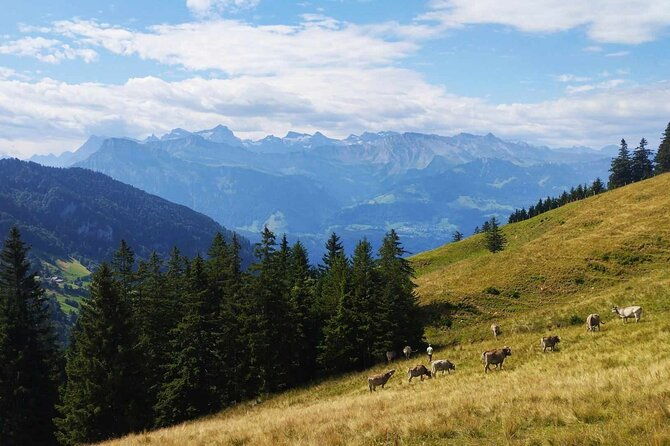 full-day-hiking-swiss-alps-and-lake-lucerne-with-pick-up