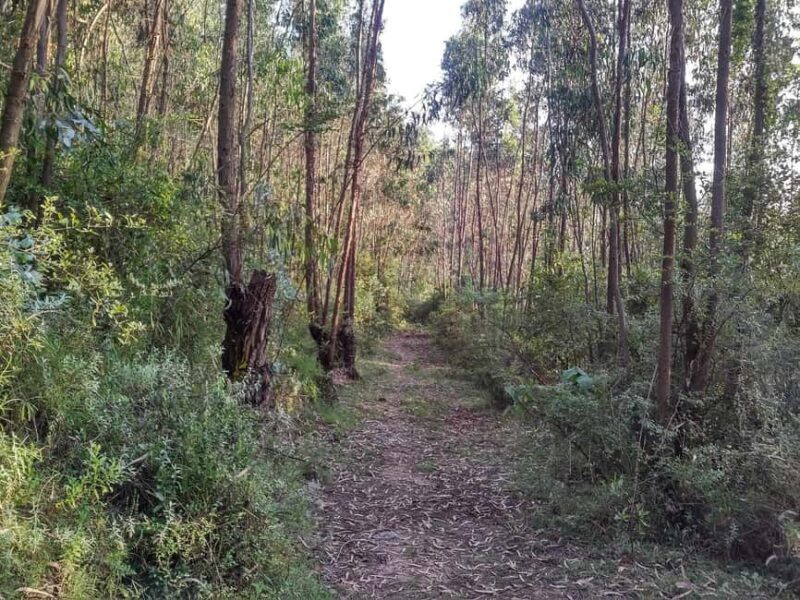 Full Day Hiking Tours to Mountain Furi - Exploring Mount Furi: A Closer Look