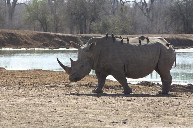 Full-Day Hlane Royal National Park Safari from Manzini - Key Points