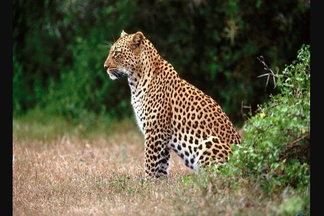 Full day - Hluhluwe Imfolozi Game Reserve 1 Day Tour From Durban - Key Points