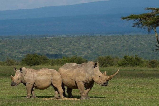 Full day - Hluhluwe Imfolozi Game Reserve 1 Day Tour From Durban - The Practical Details