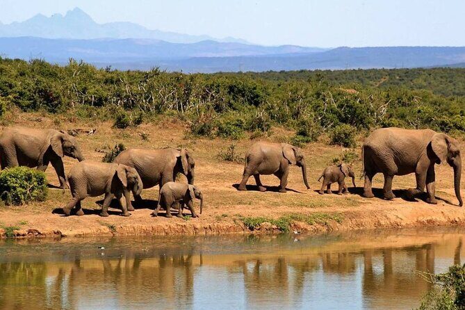 Full Day Hluhluwe Imfolozi Game Reserve From Durban - Practical Tips for Making the Most of Your Day