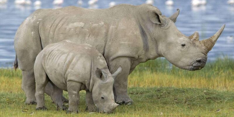 Full Day Hluhluwe Imfolozi Game Reserve Tour from Durban - Key Points