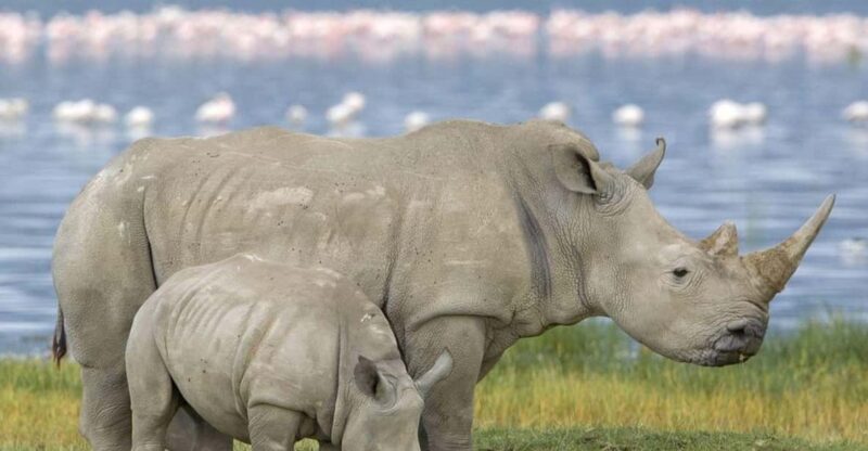 Full Day Hluhluwe Imfolozi Game Reserve Tour from Durban - The Itinerary: What You Can Expect