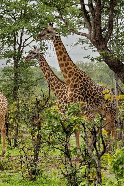 Full Day Hluhluwe Imfolozi Game Reserve Tour from Durban - Who Will Enjoy This Tour?