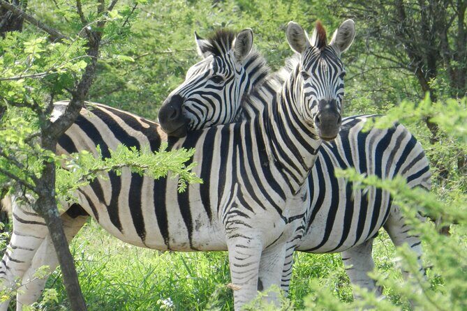 Full-day Hluhluwe-iMfolozi Park Big 5 Safari Experience - The Value of This Safari