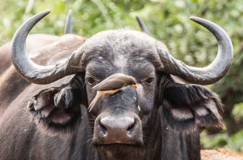 Full Day Hluhluwe-Umfolozi Park Safari Tour from Durban - Full Day Hluhluwe-Umfolozi Park Safari Tour from Durban