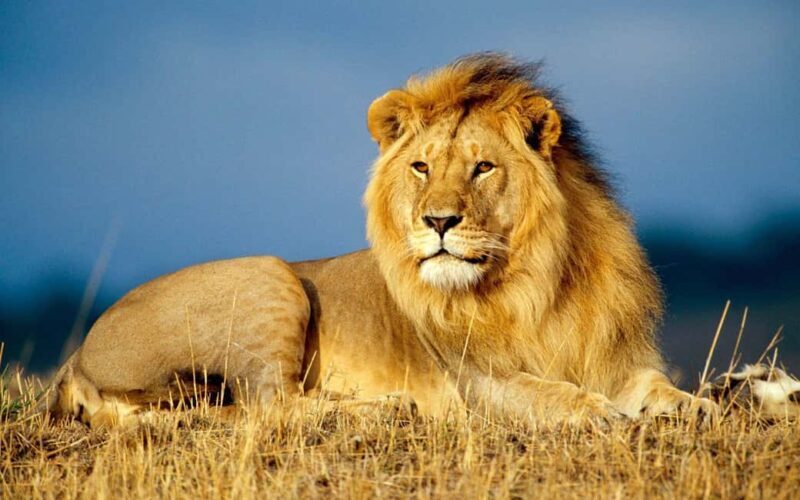 Full Day Hluhluwe-Umfolozi Park Safari Tour from Durban - Practical Details and Tips