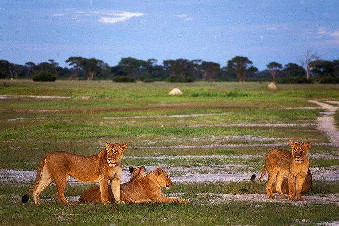 Full Day Hwange Day Trip - Key Points