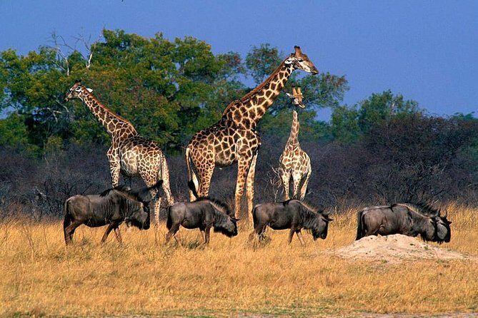 Full Day Hwange Day Trip - An Honest Look at the Hwange Full Day Trip