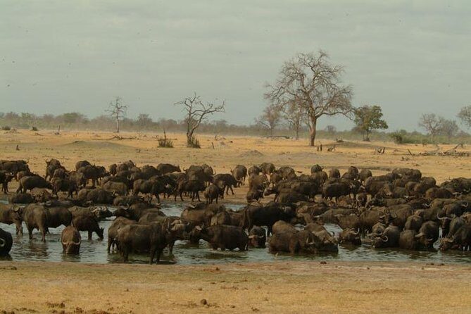 Full-Day Hwange National Park Tour from Victoria Falls - Key Points
