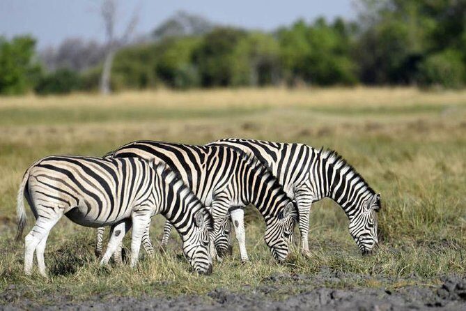 Full-Day Hwange National Park Tour from Victoria Falls - What Makes This Tour Stand Out?