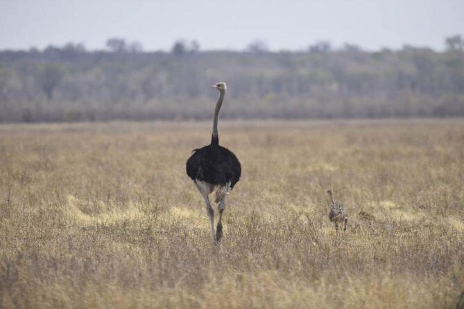 Full-Day Hwange National Park Tour from Victoria Falls - Potential Drawbacks & Considerations