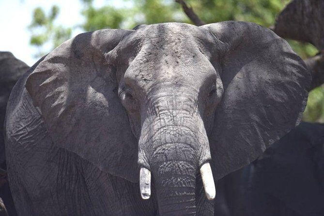 Full-Day Hwange National Park Tour from Victoria Falls - Value & Pricing: Is It Worth It?