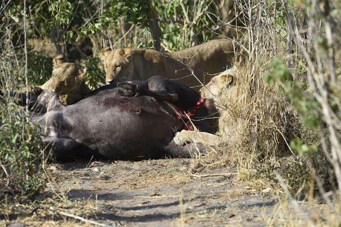 Full-Day Hwange National Park Tour from Victoria Falls - The Sum Up