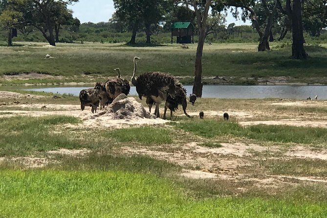 Full-Day Hwange National Park Tour from Victoria Falls - FAQ