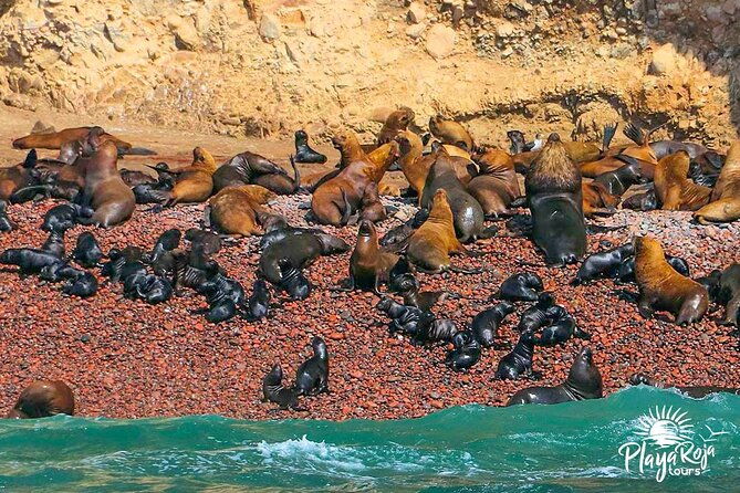 full-day-in-lima-paracas-and-huacachina-ica-in-luxury-mobility