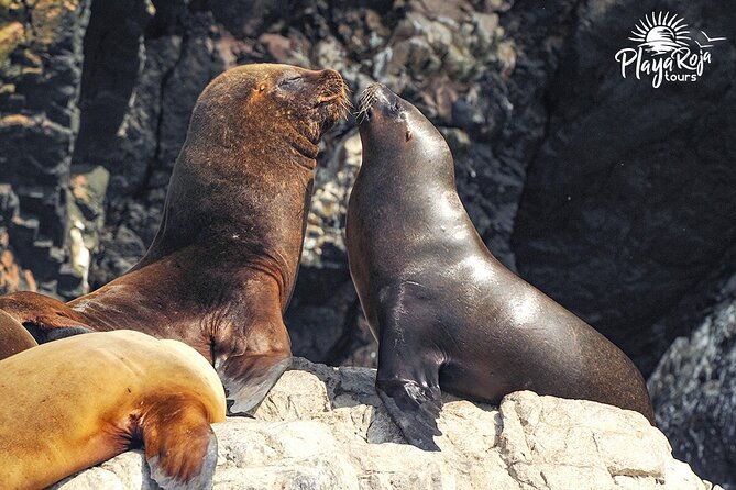 full-day-in-lima-paracas-and-huacachina-ica-in-luxury-mobility