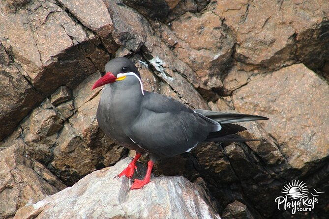 full-day-in-lima-paracas-and-huacachina-ica-in-luxury-mobility