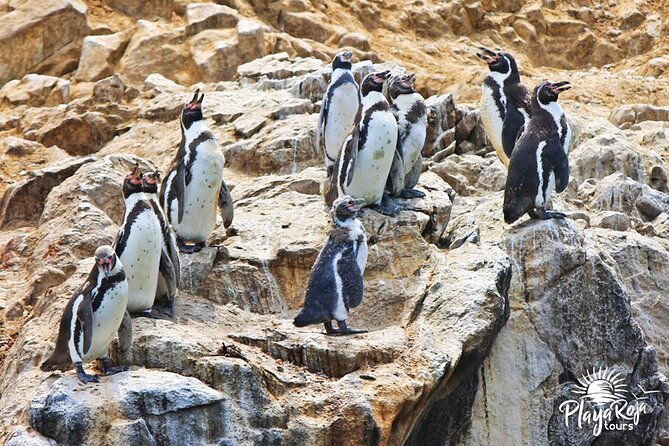 full-day-in-lima-paracas-and-huacachina-ica-in-luxury-mobility