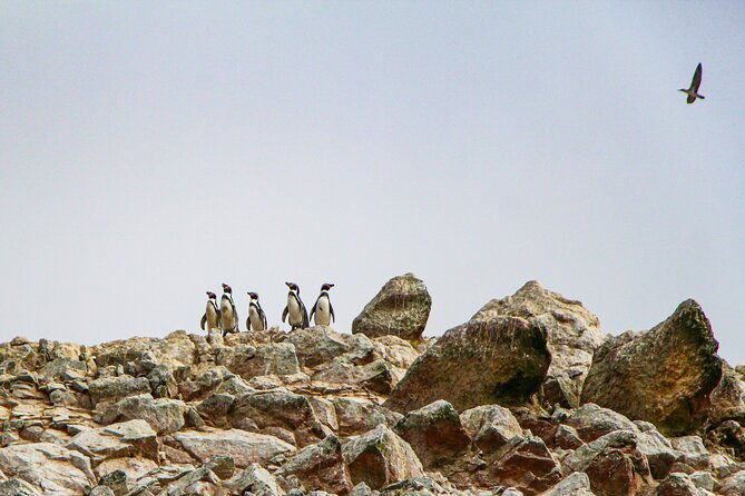 full-day-in-paracas-ica-and-huacachina-with-yacht-tour