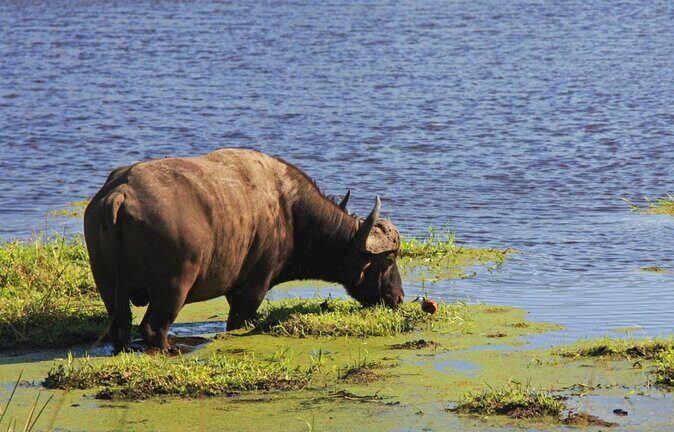 Full Day Isimangaliso Wetlands & Boat Cruise Tour from Durban - Exploring the Itinerary: What You Can Expect on This Tour