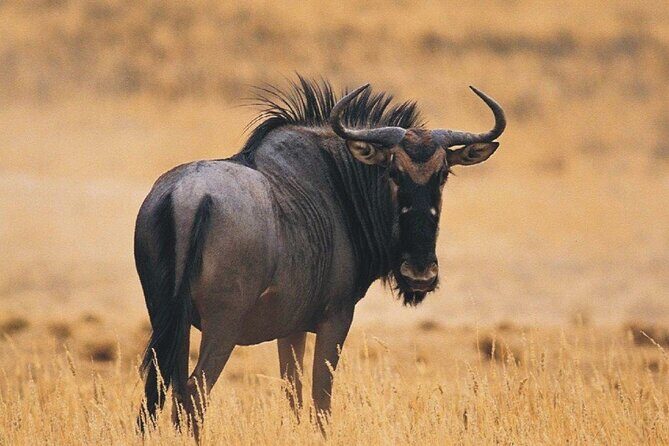 Full Day Isimangaliso Wetlands & Boat Cruise Tour from Durban - What Makes This Tour Stand Out?