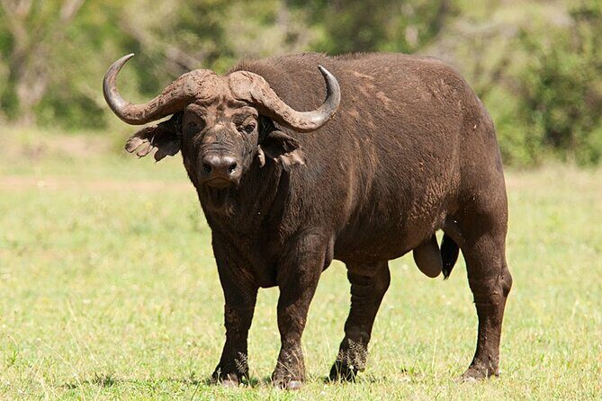 Full Day Isimangaliso Wetlands & Boat Cruise Tour from Durban - The Sum Up: Is this Tour Worth It?