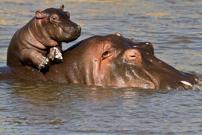 Full Day Isimangaliso Wetlands Park -Croc & Hippo &Game Fr Durban - The Bottom Line: Who Is This Tour Best For?