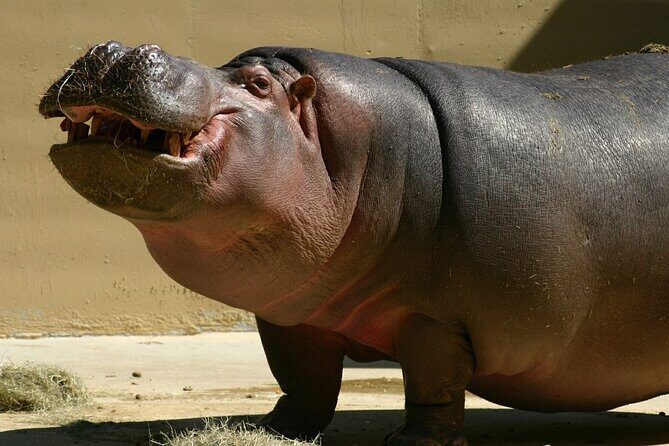 Full Day Isimangaliso Wetlands Park -Croc & Hippo &Game Fr Durban - Final Thoughts