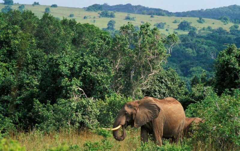 Full Day Isimangaliso Wetlands Park Tour from Durban - What Makes This Tour Valuable?