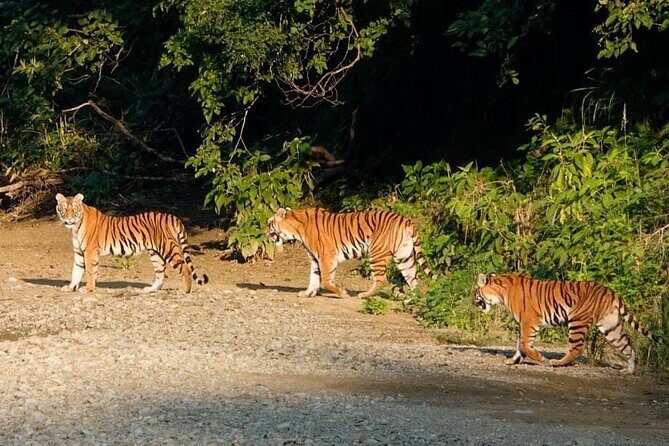 Full Day Jeep Safari at Bardia National Park With LUNCH & GUIDE - Final Thoughts: Is It Worth It?