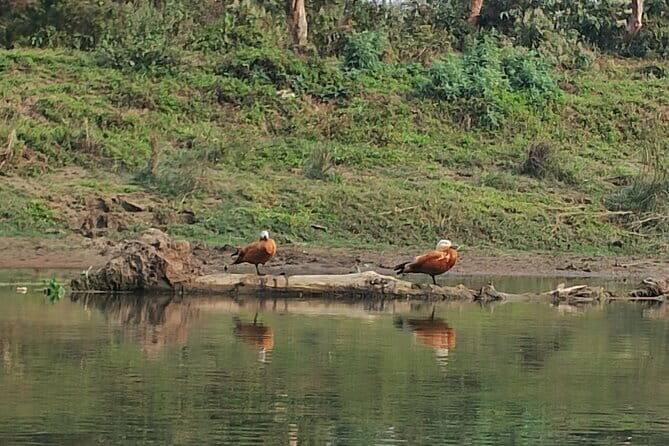 Full Day Jeep Safari in Chitwan National Park - The Sum Up
