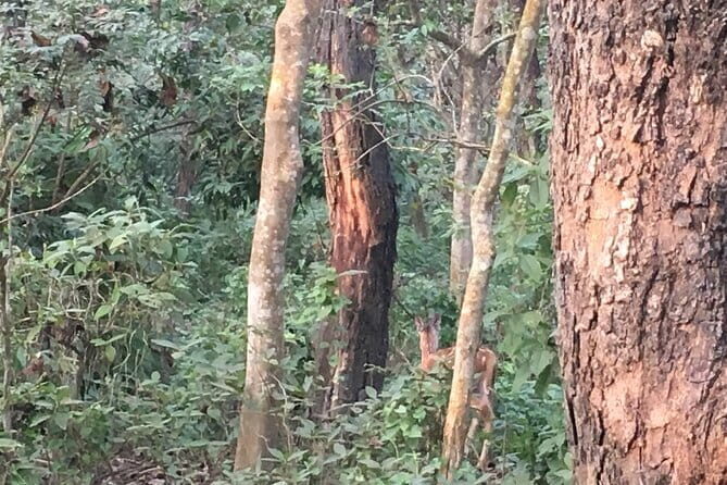 Full Day Jeep Safari in Chitwan National Park - FAQs