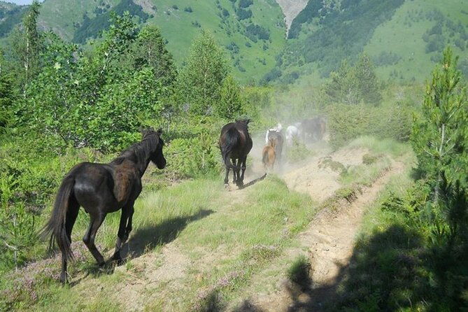 full-day-jeep-safari-pelister-tour-from-ohrid-and-or-bitola