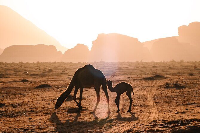 Full day Jeep Tour in Wadi Rum desert - The Value of the Experience  
