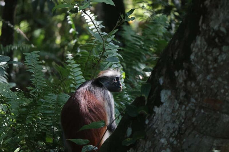 Full Day - Jozani forest, Spice farms, & Stone Town Tour - Key Points  
