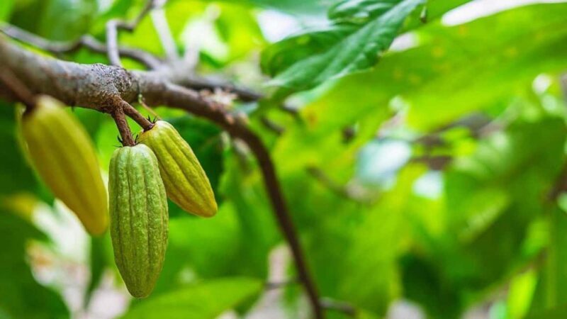 Full Day - Jozani forest, Spice farms, & Stone Town Tour - Transportation and Practical Details