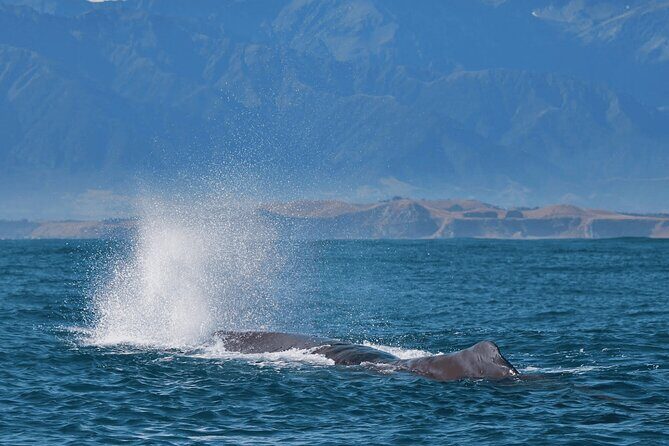 Full Day Kaikoura Tour Whale Watching Seals and Scenic Coast - FAQ